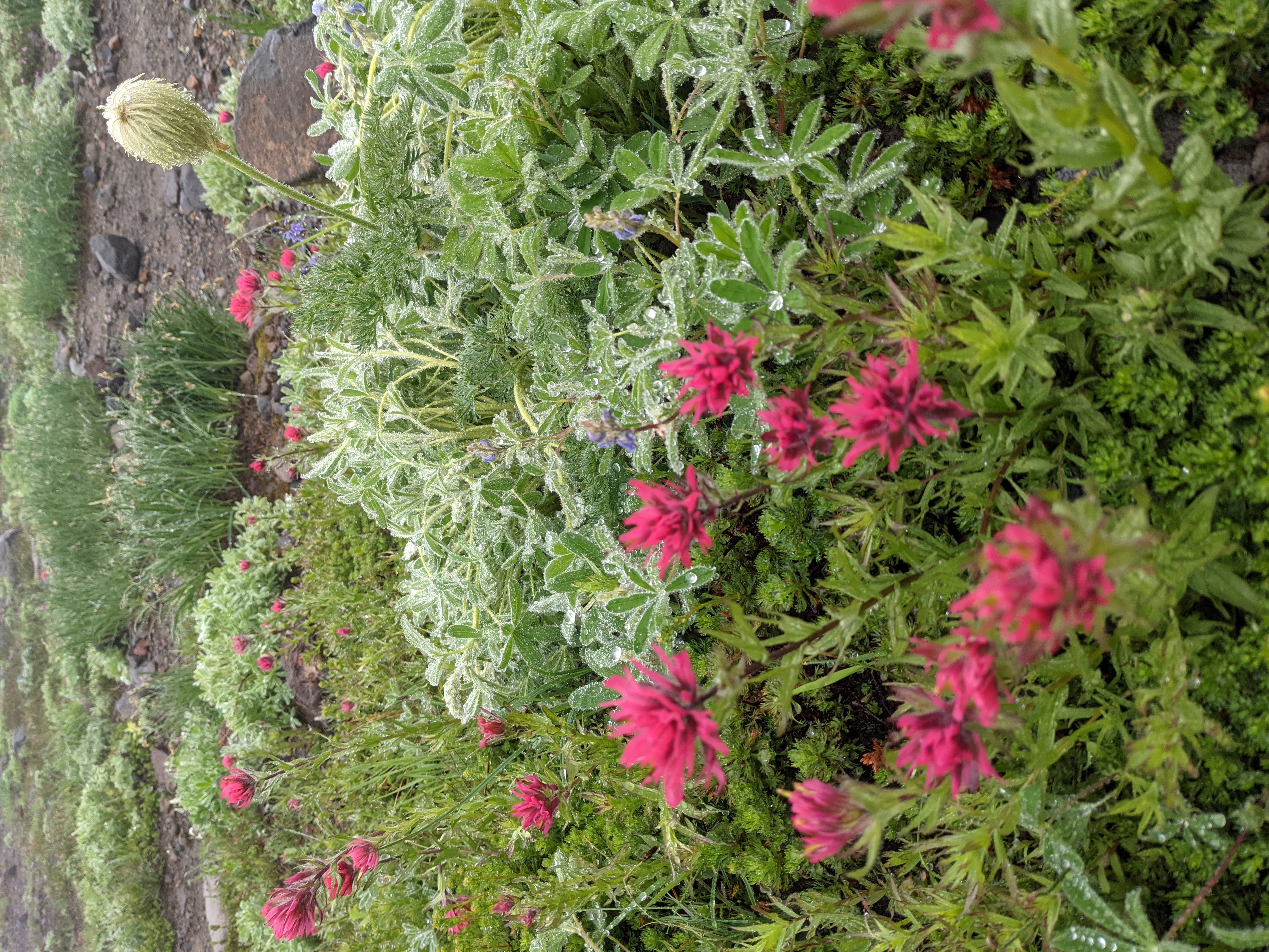 Wild flowers soaking up the rain